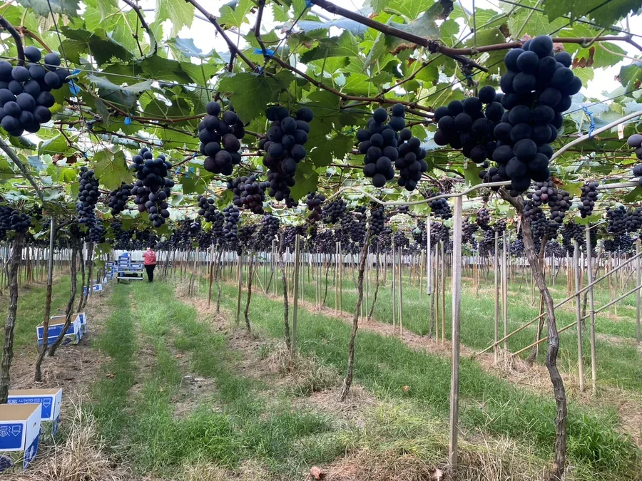 圖片說明：『贊助在地小農計劃』2