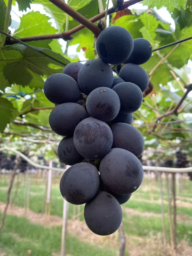 圖片說明：『贊助在地小農計劃』3